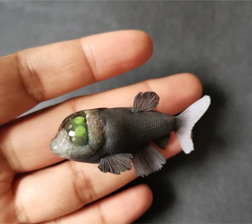 Nature__Gift's tweet photo. There is a deep-sea fish whose head is almost completely transparent.

The Barreleye Fish has upward-pointing tubular eyes that can rotate, and a clear dome over its head that lets it look through its own skull. In the dark ocean it watches for the faint silhouettes of prey above.

Have you ever seen a creature that looked more like science fiction than real life?