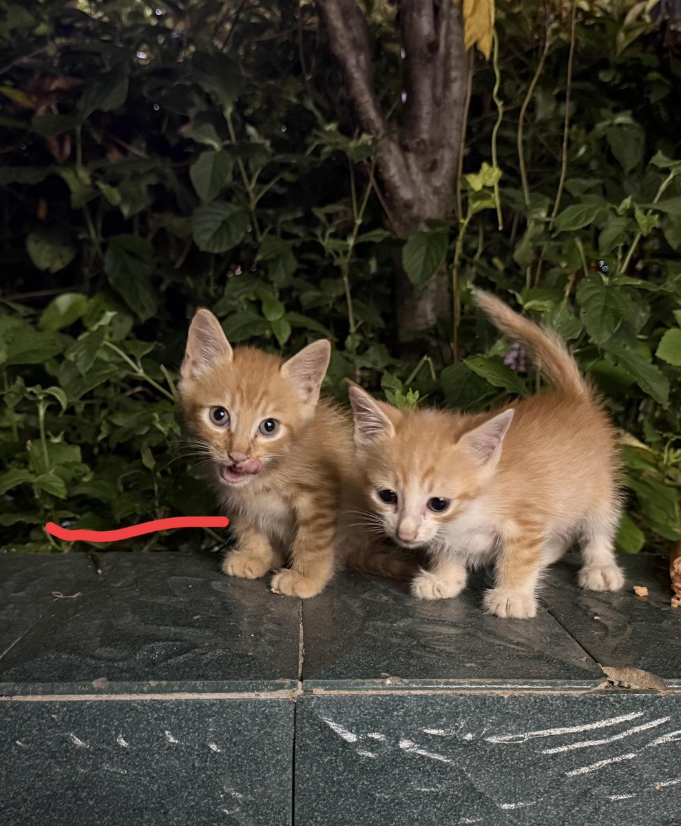 jaduuya1's tweet photo. 从小奶猫到毛孩子的成长瞬间，每个爪印都藏着暖心时光～ https://t.co/MFmwHuQhnS