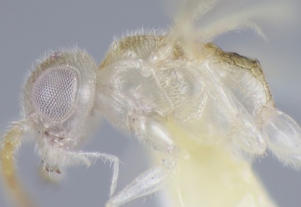 Zootaxa's tweet photo. Aphelopus nivealis (#Hymenoptera: #Dryinidae), a newly recorded parasitoid of Amrasca biguttula (#Hemiptera: #Cicadellidae), with description of a new species of Aphelopus from #Japan
#taxonomy
#newspecies
https://t.co/vL2pNpKCEM https://t.co/o1vXEdRtrf