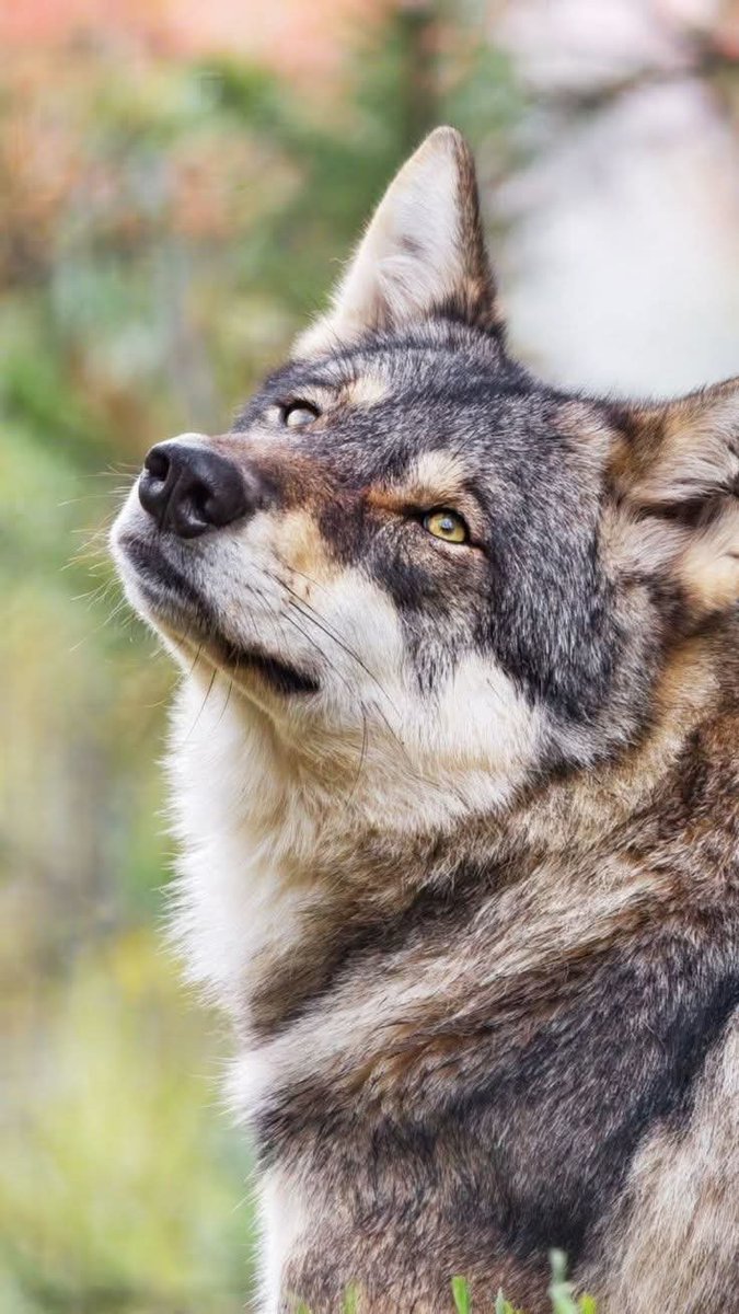 s_msonia's tweet photo. “Yo os invito a que miréis a los lobos, a las águilas, a los bosques y a los ríos como lo que realmente son: parte de nosotros mismos. Porque si exterminamos a los animales  estaremos destruyendo también  nuestra propia alma."
Félix  R. De la fuente ✍️

#DiaInternacionalDelLobo https://t.co/2uVICu4WNt