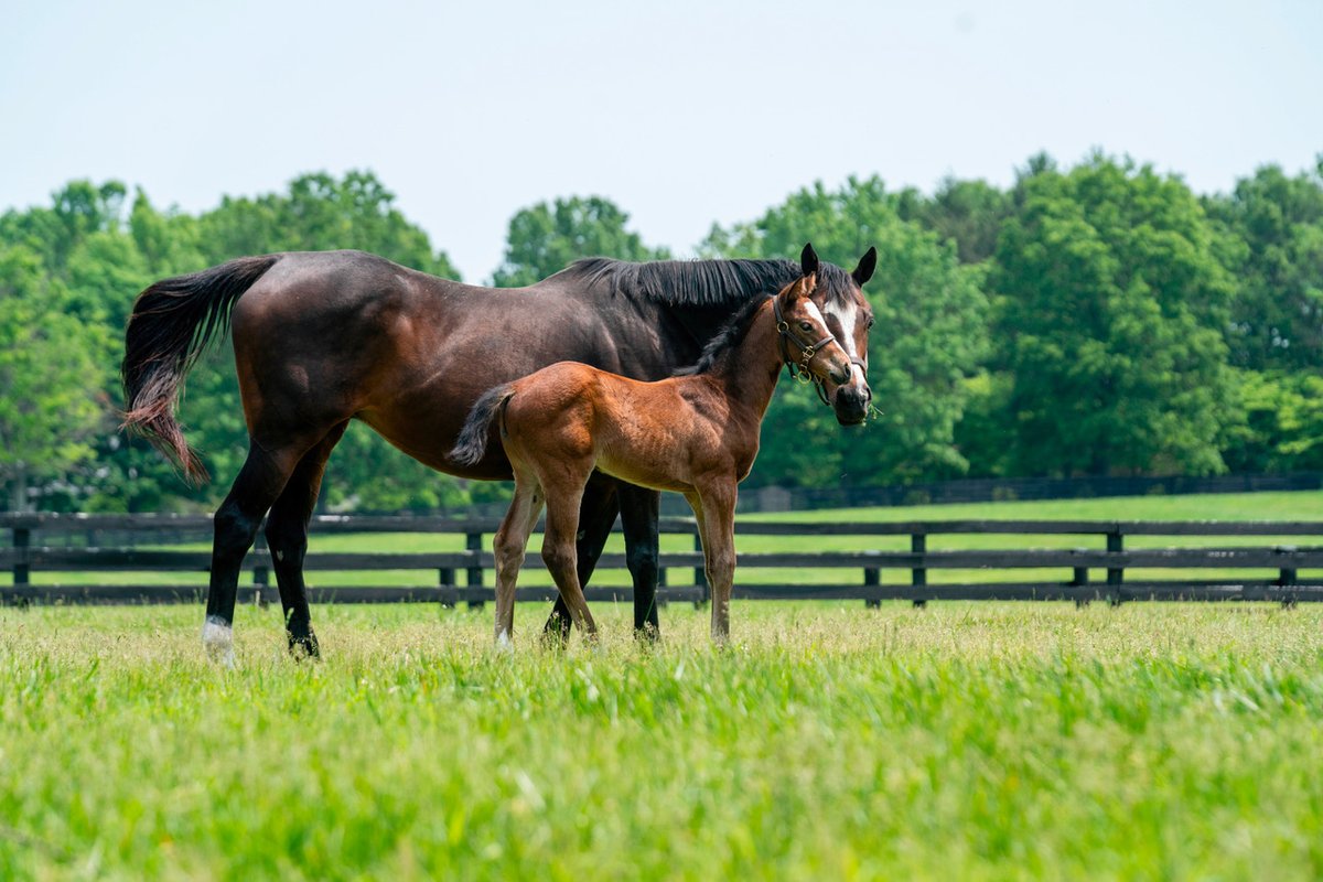 StonestreetFarm's tweet photo. A maiden special victory with serious style. โญ๏ธ
#BredandRaised DREAMING OF JOY (Into Mischief) powers clear at Horseshoe Indianapolis for Brad Cox and our friends at Whisper Hill Farm.
She is the latest winner out of 2022 Kentucky Broodmare of the Year DREAMING OF JULIA, pictured here with her as a foal.