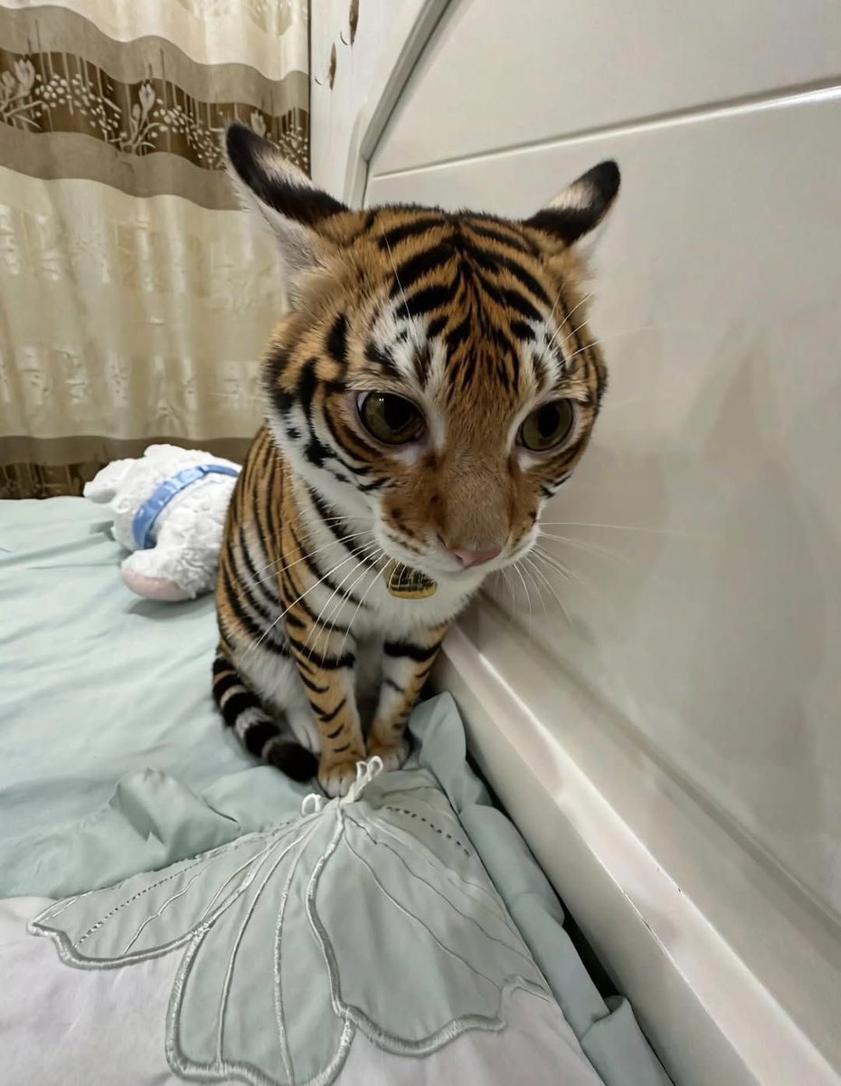 cutecats_____'s tweet photo. https://t.co/5IM4dcM8cB