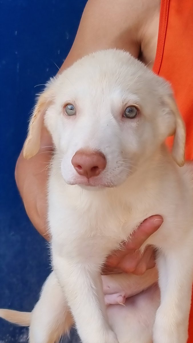 Pro_Ani_LaNucia's tweet photo. Una carita preciosa, unos ojazos verdes que enamoran, pues no es único,  tiene 6 hermanos  y 15 primos.
Y no tenemos adopciones, está siendo un verano malo,  pero va a mejorar.
Estamos en La Nucía, Alicante, venid a conocernos https://t.co/5QXaG6mlGU