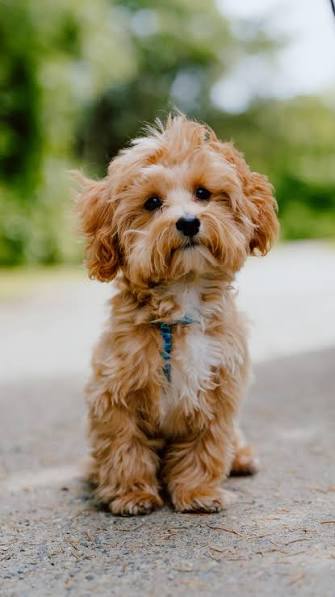 ShadoeDavis's tweet photo. Is anybody out there seeing my posts or do I have to put up a pic of a cute puppy to get some kinda response? I thought X was supposed to be about free speech..what gives? https://t.co/vFeojmEu4X