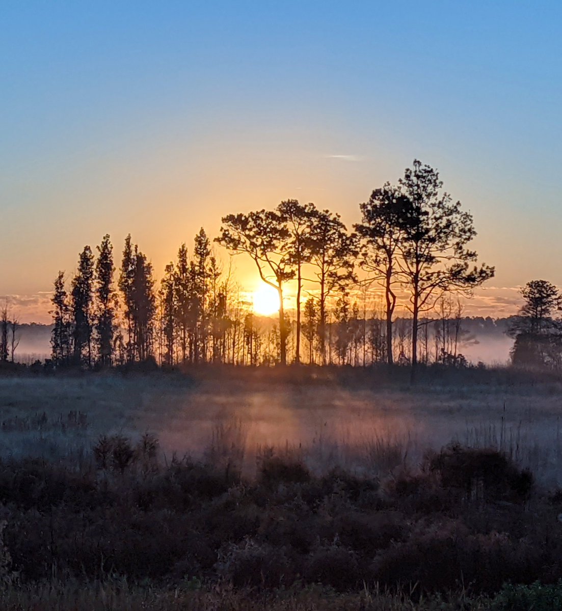 FLStateParks's tweet photo. Mike Roess Gold Head Branch State Park is a relaxing place to explore North Florida’s natural beauty. As one of the state’s earliest parks, it features rolling sandhills, deep ravines and clear lakes that make it easy for visitors to enjoy time outdoors. 

Shaded trails lead through longleaf pine forests and down into the ravine, where Gold Head Branch flows toward Lake Johnson. The lakes offer peaceful spots for fishing, paddling or simply taking in the view. 

***   
📍: Gold Head Branch State Park 

💡: Plan your adventure at https://t.co/YhnWcMz9Bl. Before you visit, check the KNOW BEFORE YOU GO section on the park’s webpage for real-time updates and helpful information.    
.     
.     
#FLStateParks #GoldHeadBranch #TheRealFlorida #LoveFL