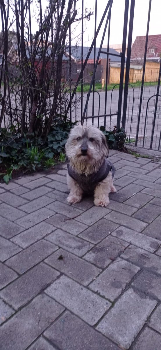 pilosepulveda's tweet photo. Perrito perdido en Cerrillos desde el dia 11 de agosto, cualquier información al +56 9 4244 8812. Es perrito viejito, debe estar asustado. Se agradece cualquier dato! https://t.co/JmB9zmthIz