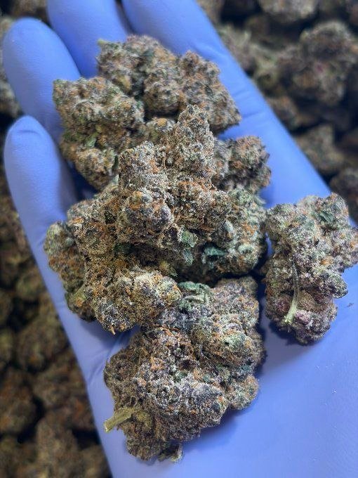 TheGrownClub's tweet photo. Heritage: Black Maple #22
Dulce de Uva × Sherbanger

Order Now https://t.co/ObXscwHFzi

#UK #weed #cannabis #england￼ #gorillagrow #fastbuds #autoflowers #thca #stoners #stonerslife #highlife #medicalcannabis #thc #cbd #smokers #Texasweed #denverweed #ohioweed #caliweed #houstonweed