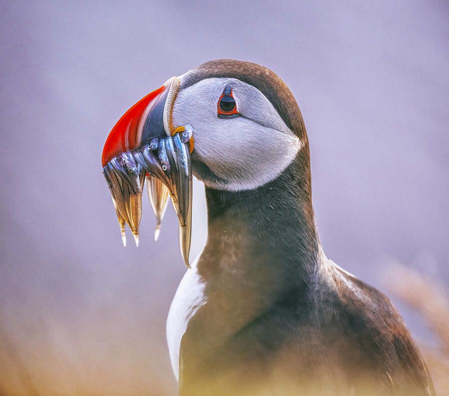 joancarroll's tweet photo. Atlantic Puffin Fratercula arctica Portrait! https://t.co/ONXPl5s7iV #puffin #fish #bird #birdwatching #birdphotography #iceland #icelandic #portrait #nature #wildlife #wildlifephotography #beak #colorful #artforsale #wallartforsale #giftideas @joancarroll https://t.co/Yndyaei7lf