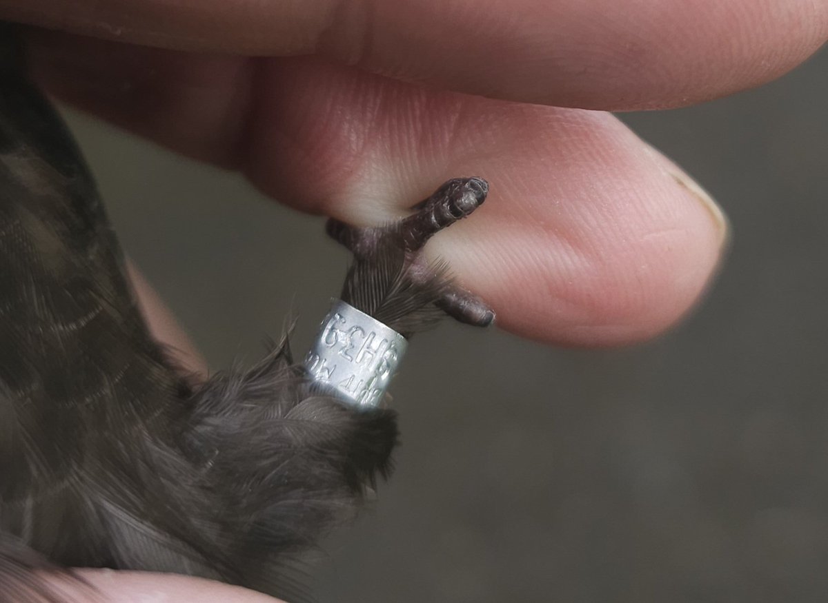 MarkSmyth1960's tweet photo. The perils of ringing swifts. Ouch!
#apusapus #commonswift #actionforswifts #swiftconservation #saveourswifts @BBCSpringwatch #swiftconservationireland #northernirelandswifts https://t.co/Hamog7LMWy
