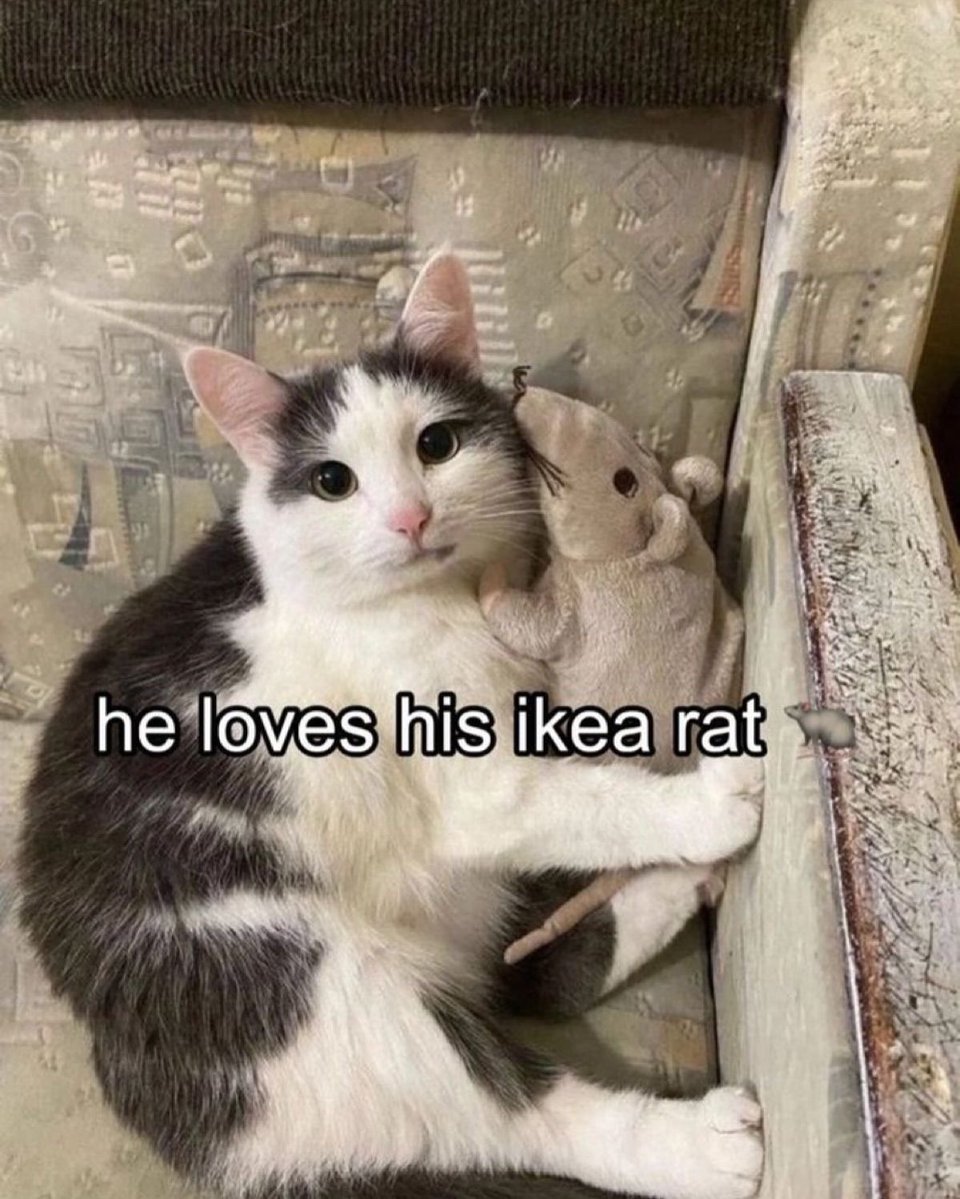 catontwt tweet picture