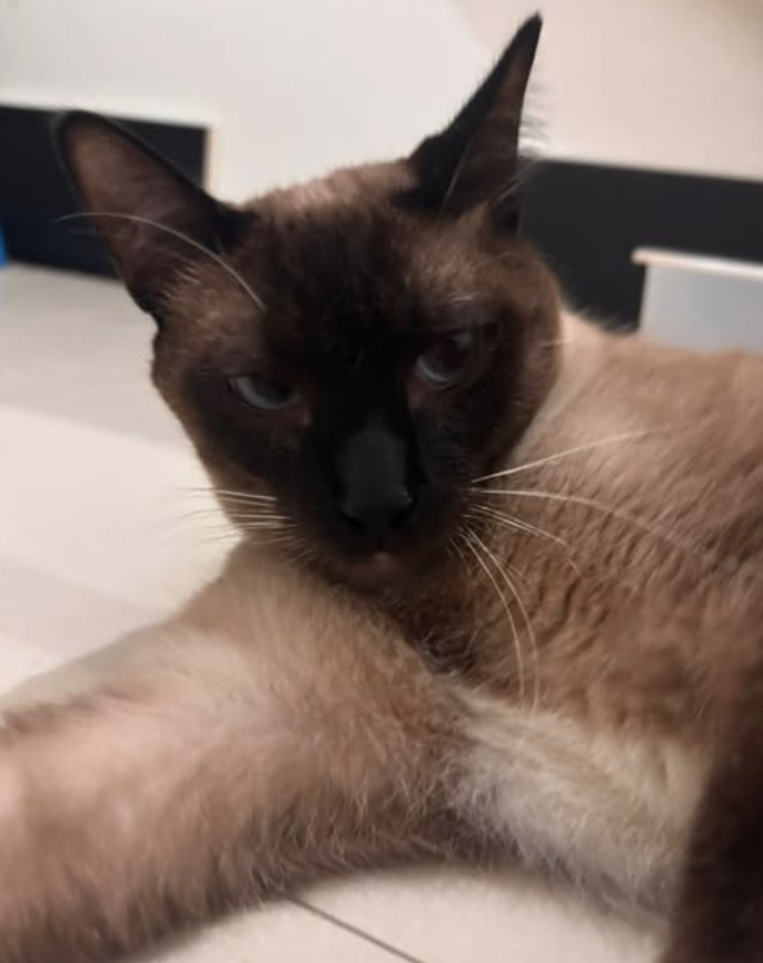 catlandrescue's tweet photo. Fiyero foi resgatado sozinho em um terreno. Ainda é mais tímido, mas aos poucos vai mostrando que, quando se sente seguro, também sabe demonstrar muito afeto! ❤️

adote@catland.org.br https://t.co/RGnACgh1B6