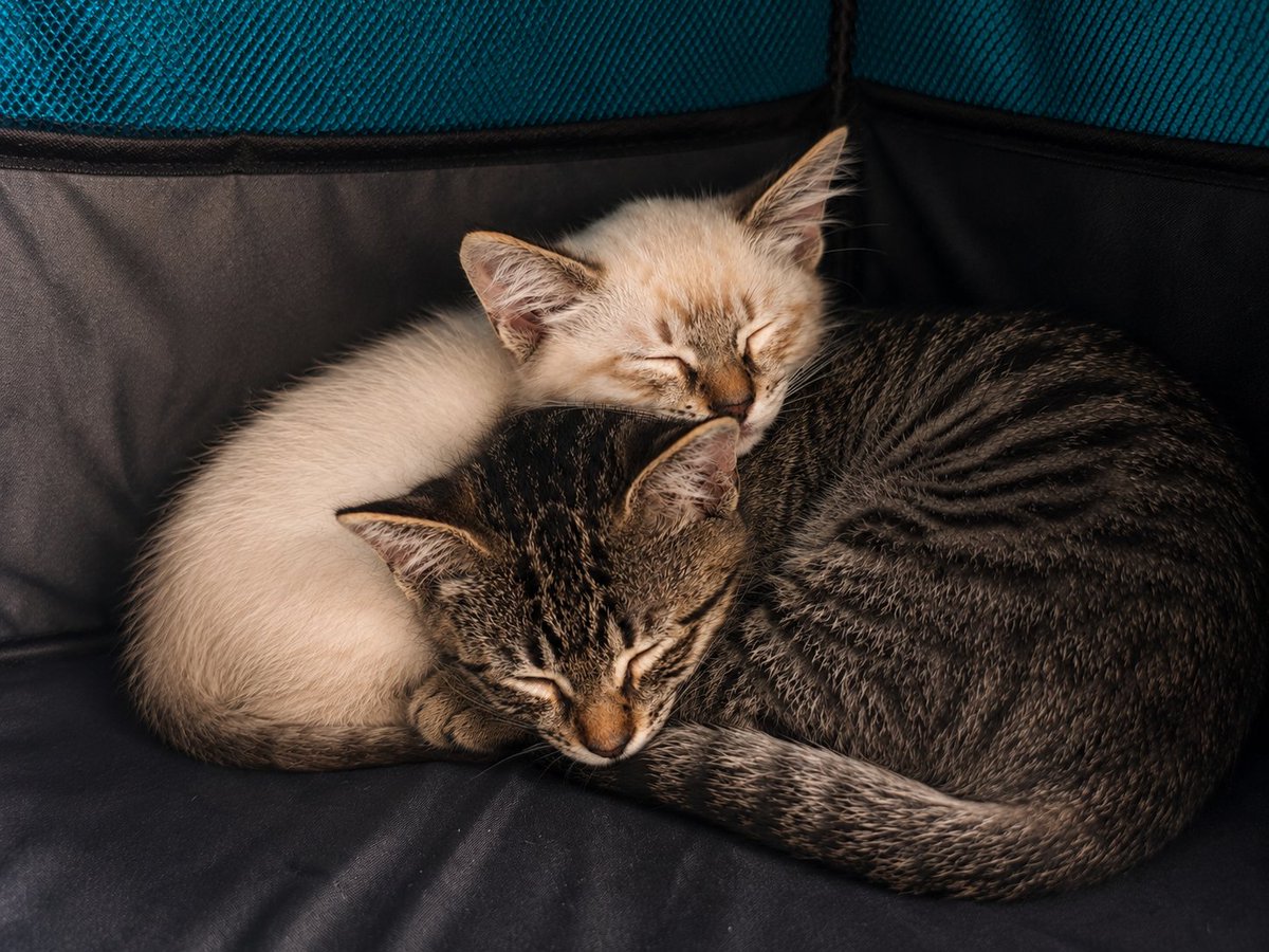 Neinei_rescue's tweet photo. Hoy hemos ido al veterinario y hemos descubierto dos cosas;

1. Somos los dos dobles negativos 🥳 
2. Emily es Emily. No Emilio 🫣♀️
    Y Hollow sigue siendo Hollow ♂️

Y queremos deciros que estamos en grave peligro. 
Nuestra Karen de acogida nos ha dicho que como no encontremos casa pronto nos va a comer las caras.

Nos gustan nuestras caras. Por favor, ayudadnos a conservarlas compartiendo, por favor 🙏🏻🙏🏻🥺

Cataluña 📍 
Adopción responsable con contrato.
Y vamos juntos.