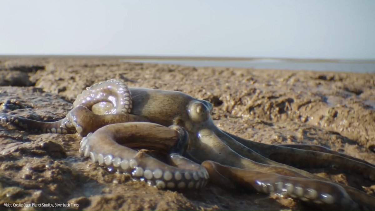 An octopus with visible suckers slithers across wet brown mud near a shoreline, with video credit text reading 'Video Credit: Open Planet Studios, Silverback Films'.