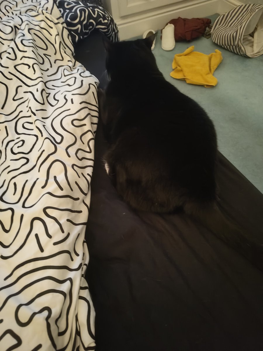 zoomyluna's tweet photo. camo-flagged on bed ... momy not even notice me until she roll over Like A Dingus!!! freaken scared lona AND momb https://t.co/sxcu4eSXij