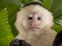 aiwuwtz's tweet photo. in the BOUINA MOVIE They have a pet monkey in the movie named "Kong"
SOURCE:
https://t.co/GN7RxIjXBk https://t.co/jS8HJZnuJo