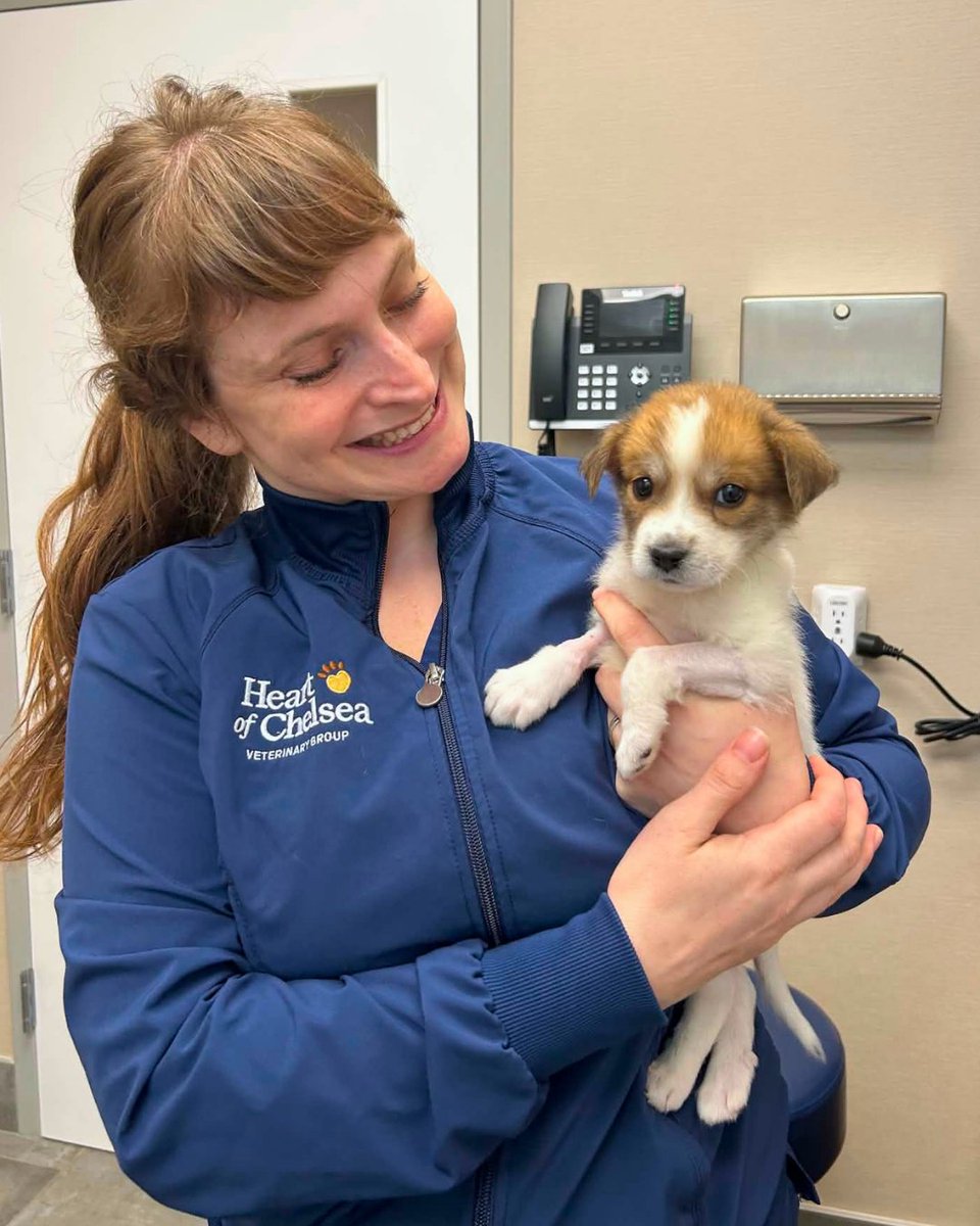 15outof10's tweet photo. This is Bentley. He was found as a stray and soon became sick with parvovirus. We were able to cover the entirety of his care thanks to a donation from @seescandies. We’re thrilled to report he survived, has fully recovered, and was adopted ❤️‍🩹 https://t.co/wkcjnSc8eK