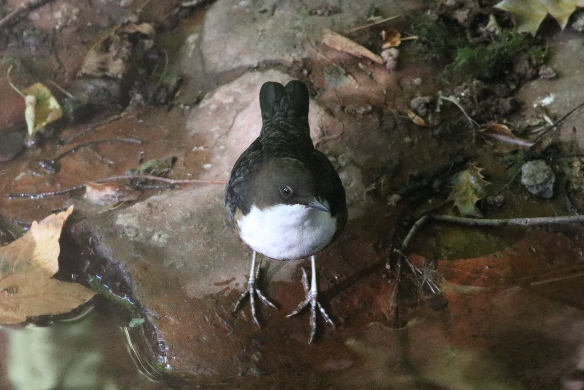 JamesDa89890393's tweet photo. Record shots of one of a couple of Dippers in the village, my first Willow Tit in nearly 20 years and singing Crossbill, from a week in Brecon Beacons area, South Wales https://t.co/0mbAZhhmt9