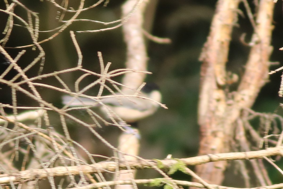 JamesDa89890393's tweet photo. Record shots of one of a couple of Dippers in the village, my first Willow Tit in nearly 20 years and singing Crossbill, from a week in Brecon Beacons area, South Wales https://t.co/0mbAZhhmt9