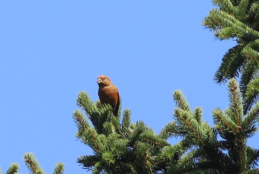 JamesDa89890393's tweet photo. Record shots of one of a couple of Dippers in the village, my first Willow Tit in nearly 20 years and singing Crossbill, from a week in Brecon Beacons area, South Wales https://t.co/0mbAZhhmt9