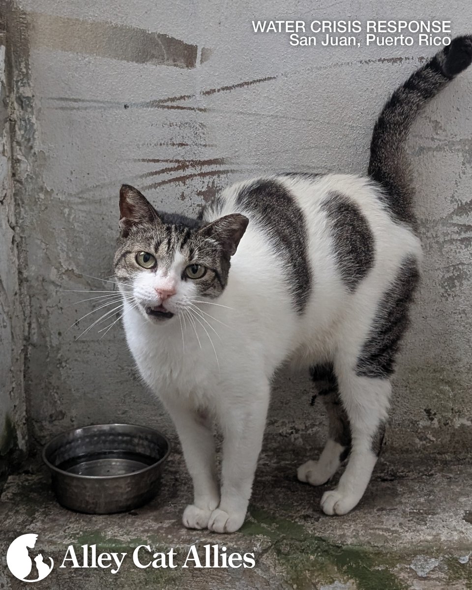 alleycatallies's tweet photo. From responding to emergencies like the water crisis in Puerto Rico by providing critical supplies like water and food to cat caregivers to rushing aid to cats and kittens impacted by Texas floods, Alley Cat Allies can take swift action thanks to supporters like you.

You help our Rapid Response Team make a lifesaving impact when it's most needed. Learn how you can join us at https://t.co/0CmFip3Nal and give to support our emergency response at https://t.co/vlXUwprlLu