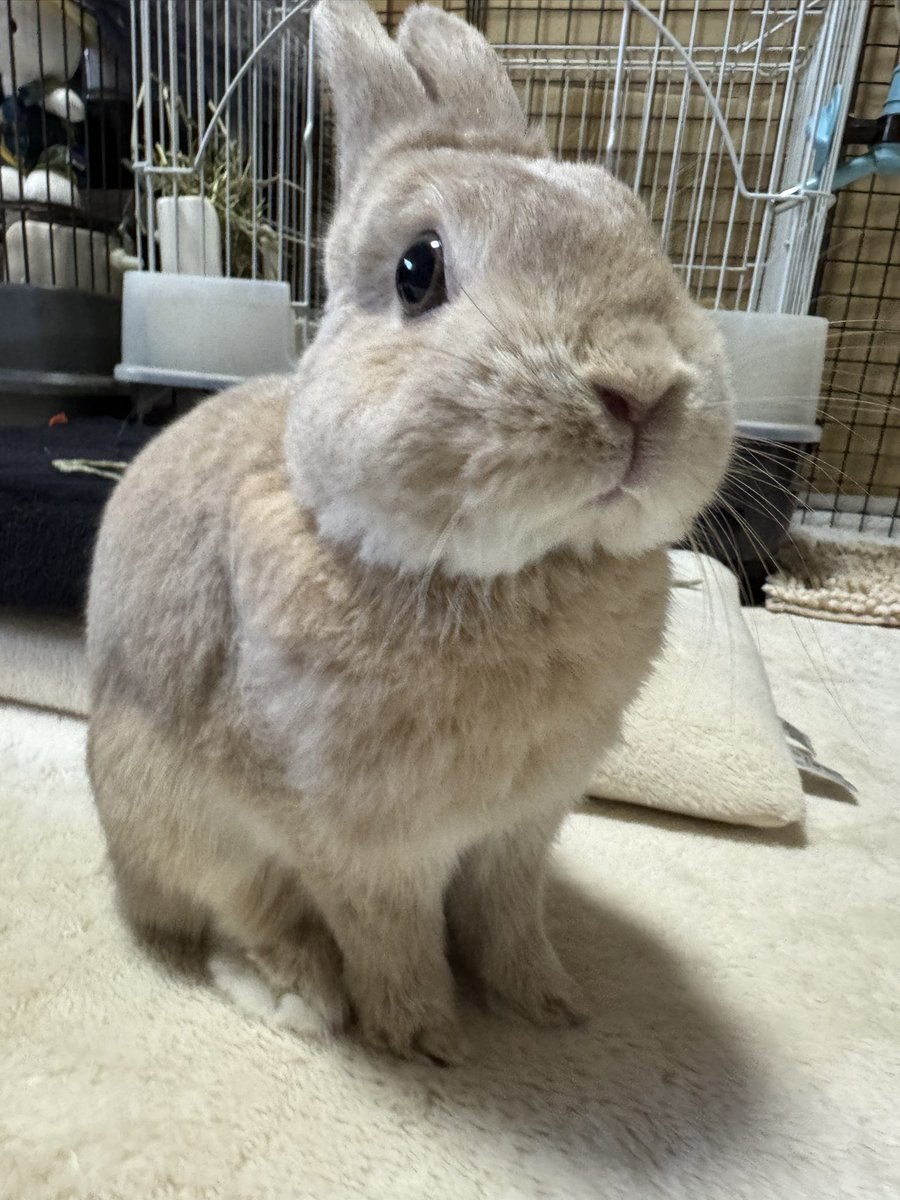 Post by うさぎ on X: かわいい