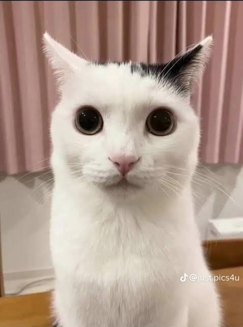 PopcorpGFX's tweet photo. I am SORRY in advance if a certain hero gets disabled in Overwatch tomorrow... 🥸 https://t.co/4EXtKIYly8