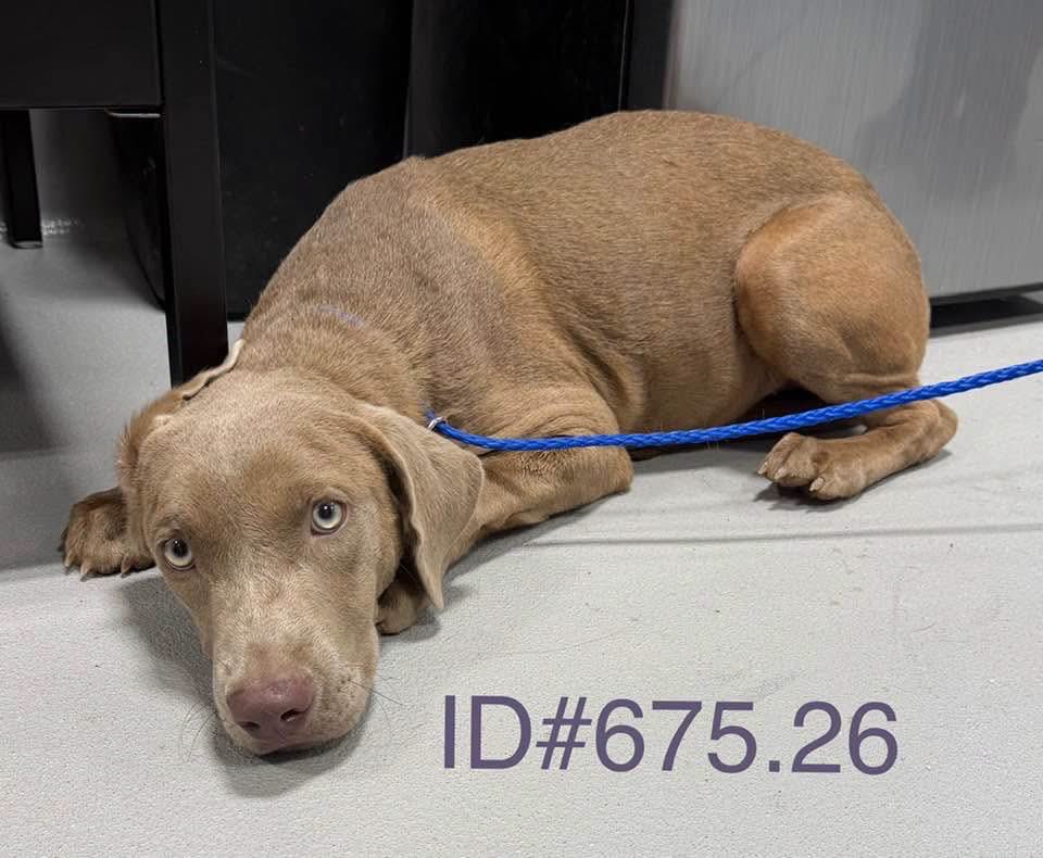 Disaster_Zones's tweet photo. #TexasFloods 

Found Puppy:

Found on Gaddis Bluff, Comfort
Owner Reclamation hold over on 8/18/2026 at 8:00am

ID#675.26
Vizsla mix
Female
Not spayed
Approximately 36lbs
Approximately 7 months old

If you are the owner, please contact KCAC immediately for reclaim information.
If interested in adoption, please contact KCAC for availability.

#Kerrville #Texas