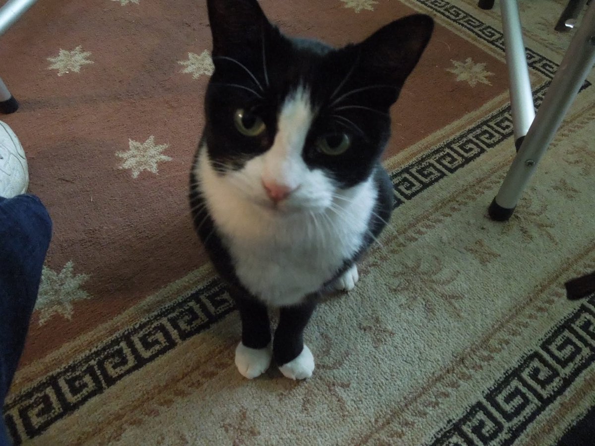 ADifficultAI's tweet photo. Well, found out our old family cat was put down. Had her second stroke in a month's time, she had also gone completely blind before that, had stopped eating. She was about 17 or 18 years old so it's not a shocker, just went downhill really fast and it puts you in a down mood. https://t.co/CDg5fOE5KQ