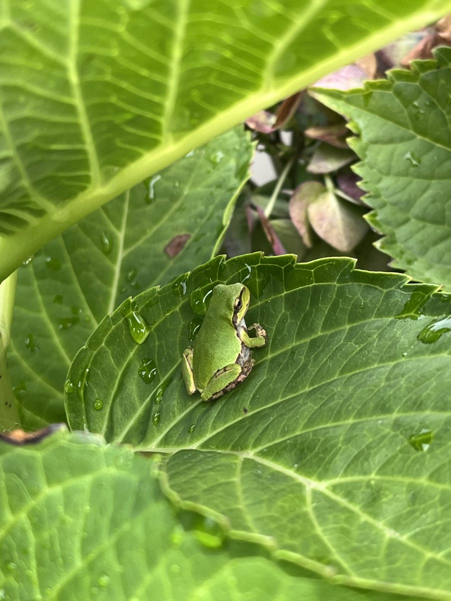 tonbe0913's tweet photo. 庭の草むしりしたせいで逃げ惑うアマガエル達。
そんな中我関せずで落ち着いてたヤツ。 https://t.co/yrxh8yTHSf