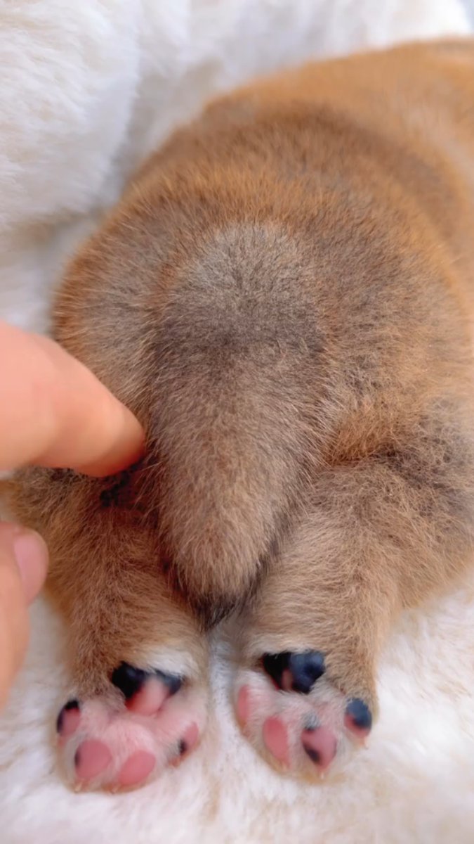 LaykinRazo's tweet photo. My fluffy pup Milo just hit his 6-month growth milestone—look how he’s swapped tiny puppy paws for big, wiggly feet! Such a joy to watch him grow every single day https://t.co/s6QScMRd6b