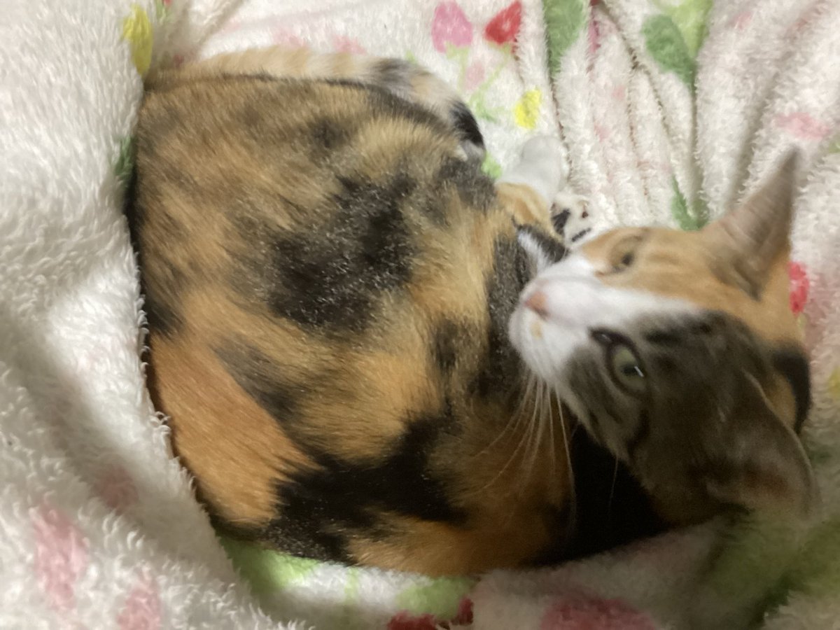 shyuuzinn's tweet photo. おはようございます

実家に帰って2日目にして、ようやく猫が存在を思い出してくれた様で夜中にずっと足の間に入ってました
やっぱりペットっていいですね(*´꒳`*)

ブランケットの柄が妙に可愛いのは母親の趣味です https://t.co/G2TJERWuY1