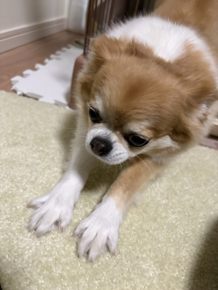 hanimaru38's tweet photo. おはようございます
本日も宜しくお願いします
#dog #デワワ https://t.co/S8rieKlr9h