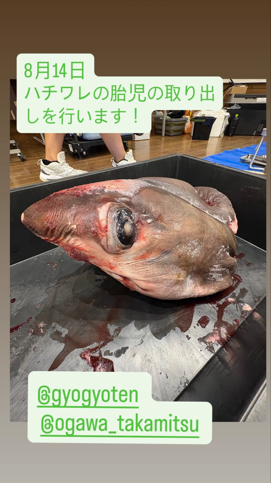 オガワアートコレクション（小川貴光）魚類剥製作家。「魚魚展」「魚人