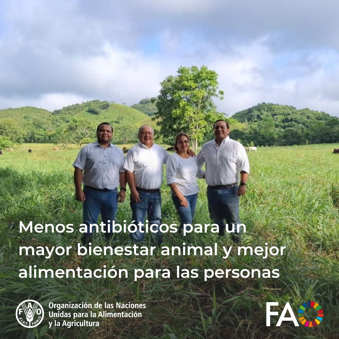 FAOAmericas's tweet photo. En el corazón del Petén 🇬🇹, la familia López Eguizábal demuestra que producir con respeto es posible🐄
Menos antibióticos, más bienestar animal y alimentos más seguros para las personas
Conoce su historia👉https://t.co/PKCDFm5dUd
#UnaSolaSalud #ResistenciaMicrobiana #RAM https://t.co/qsdjSavU25
