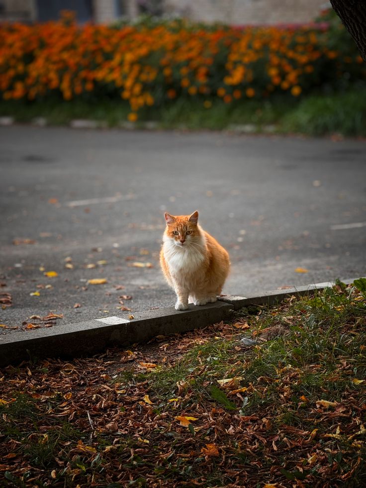 greenvibe's tweet photo. Just a quiet moment with a street cat and autumn leaves https://t.co/iq6Kcyu2Lz