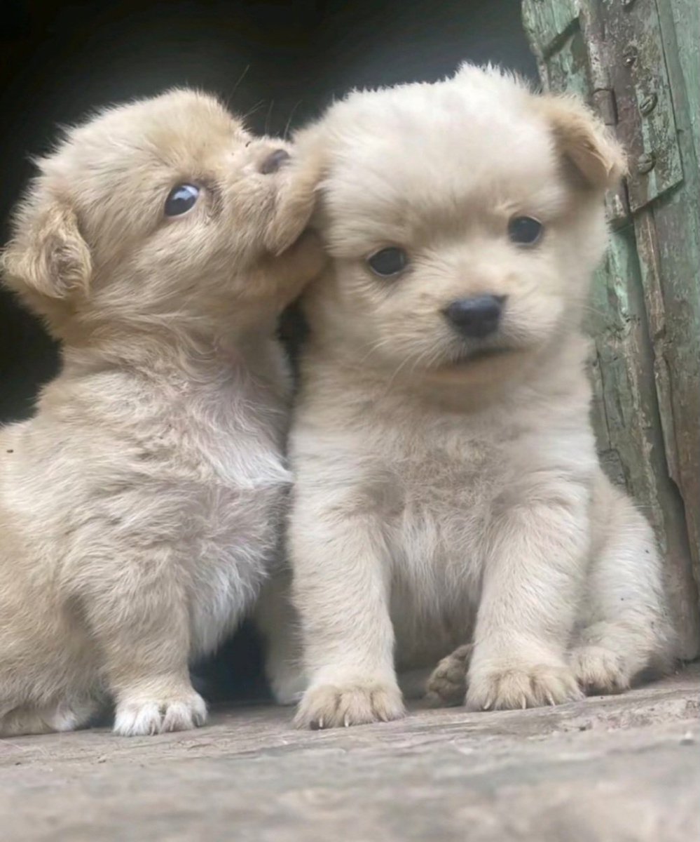 PicturesPups's tweet photo. https://t.co/3zMZM2fL67