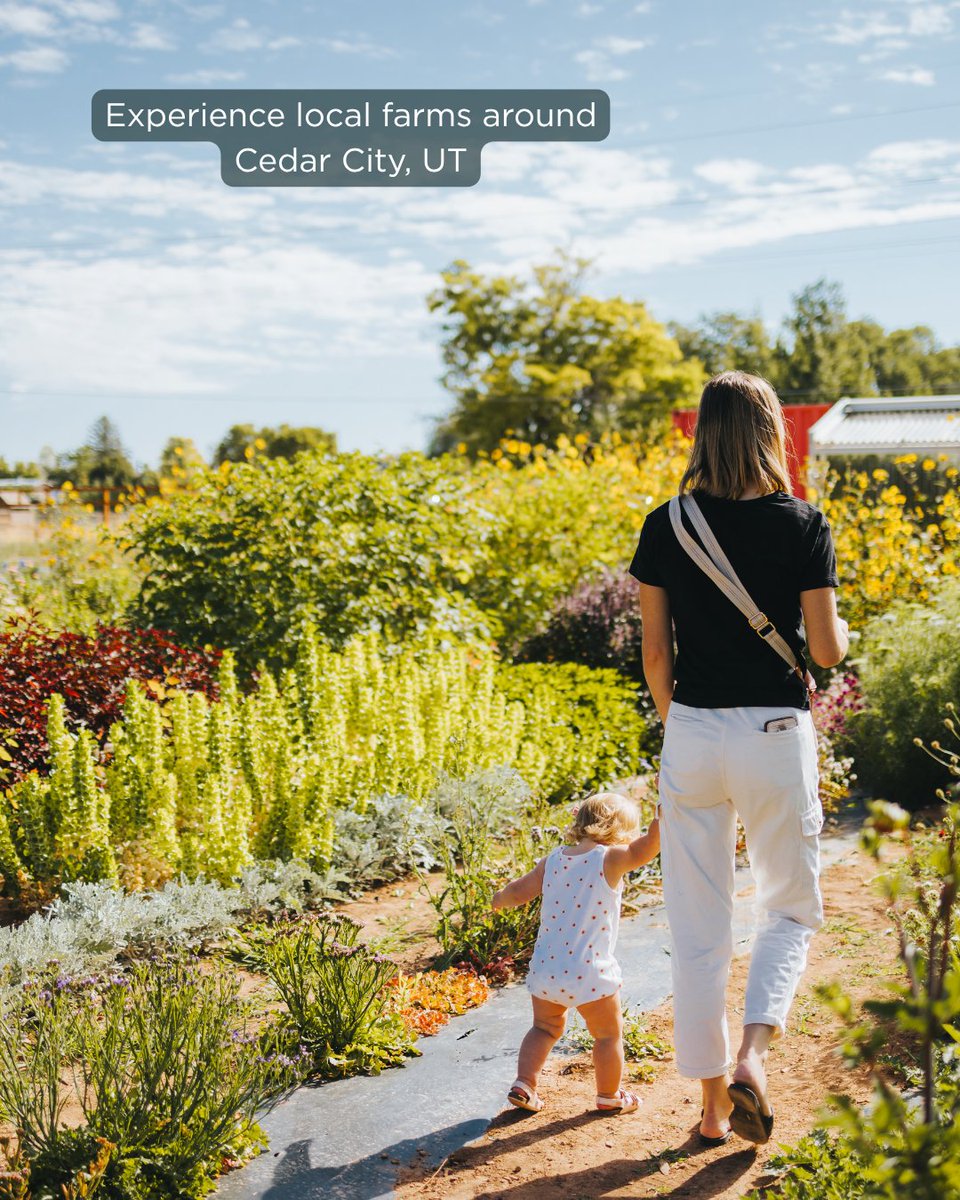 VisitCedarCity's tweet photo. There's something refreshing about slowing down and visiting the farms that make our community unique. From farm-fresh produce and farm-to-table dinners, there's plenty of delicious ways to experience Cedar City, UT.

📸 Dallas Smith Media https://t.co/eKQgaxn1NM