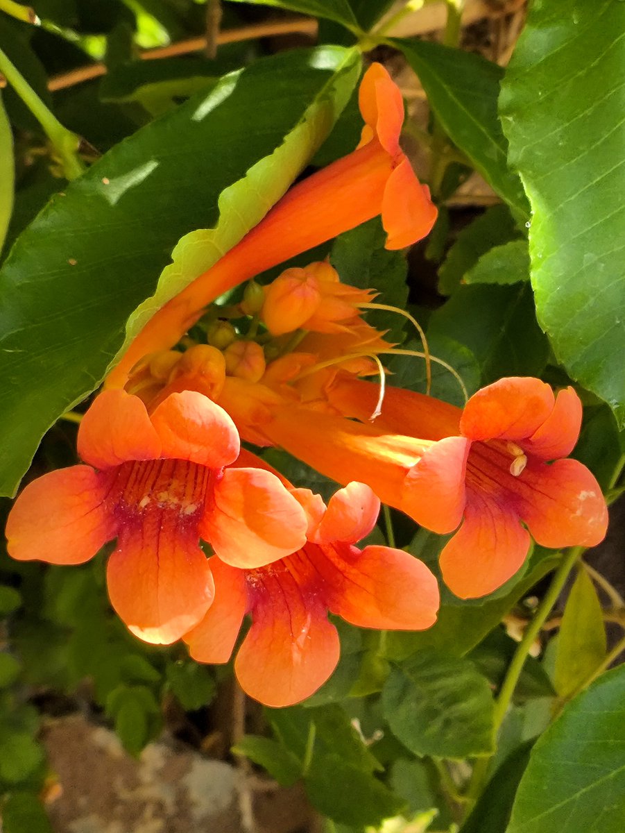 86xlv's tweet photo. Aquí está una Bignonia Roja (Campsis Radicans). Trompeta Trepadora y Jazmín de Virginia, son otros nombres. Es obviamente llamativa y al parecer muy resistente. También conseguí semillas. 🧡☕🍀✨
Excelente tarde de jueves. 💖✌️ https://t.co/9ETd0KRfnp