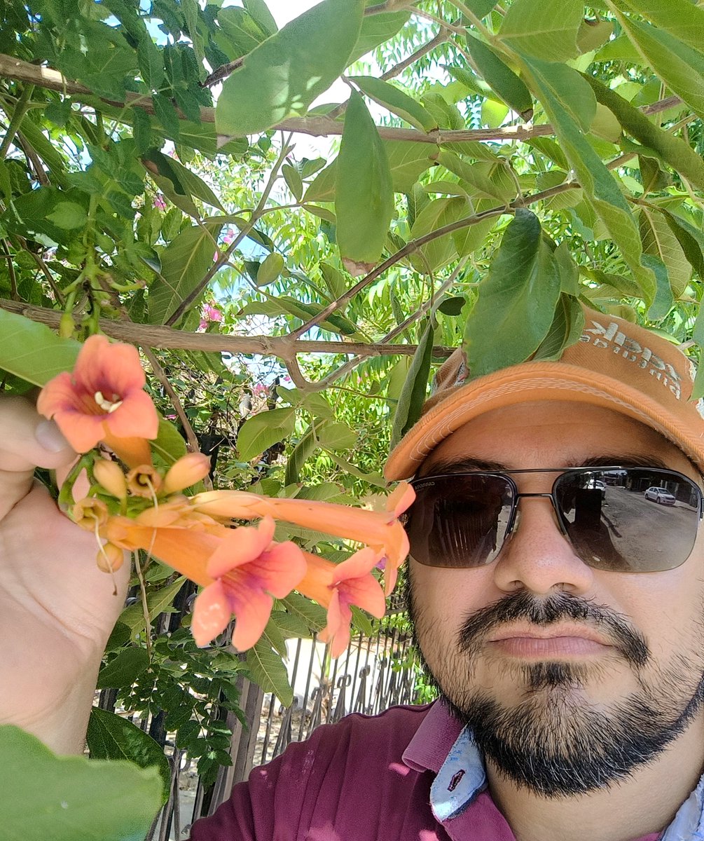86xlv's tweet photo. Aquí está una Bignonia Roja (Campsis Radicans). Trompeta Trepadora y Jazmín de Virginia, son otros nombres. Es obviamente llamativa y al parecer muy resistente. También conseguí semillas. 🧡☕🍀✨
Excelente tarde de jueves. 💖✌️ https://t.co/9ETd0KRfnp