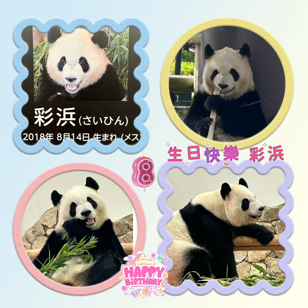728oreo's tweet photo. 彩浜🐼8歳のお誕生日🎂おめでとう🎉🎁💞
#彩浜 #パンダ https://t.co/deah0U6Jr4