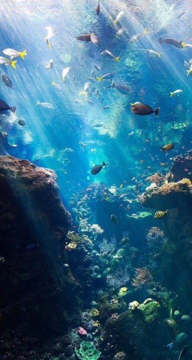 calmlivng's tweet photo. under the sea https://t.co/ahgBvn6maW