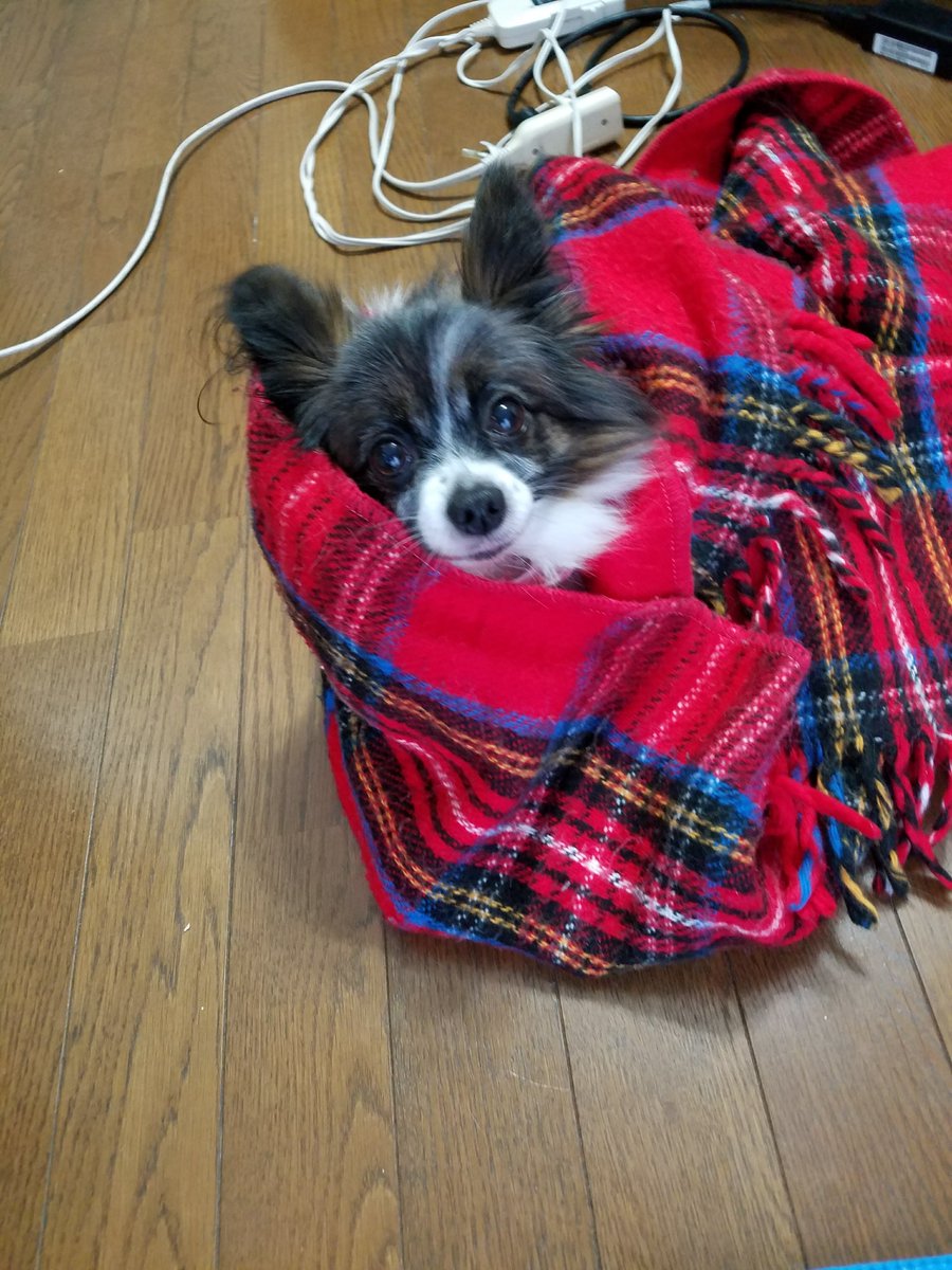 8181wanko's tweet photo. @2009Choko 🐶おはようござイッヌ🦜

私もがん検診予約しなきゃ・・・
毎回ドキドキします���ね😣

ニャンコって怒ると耳がペタンってなる？🐱

冬は寒がりッヌ🐶⛄ https://t.co/GDHVublnxj