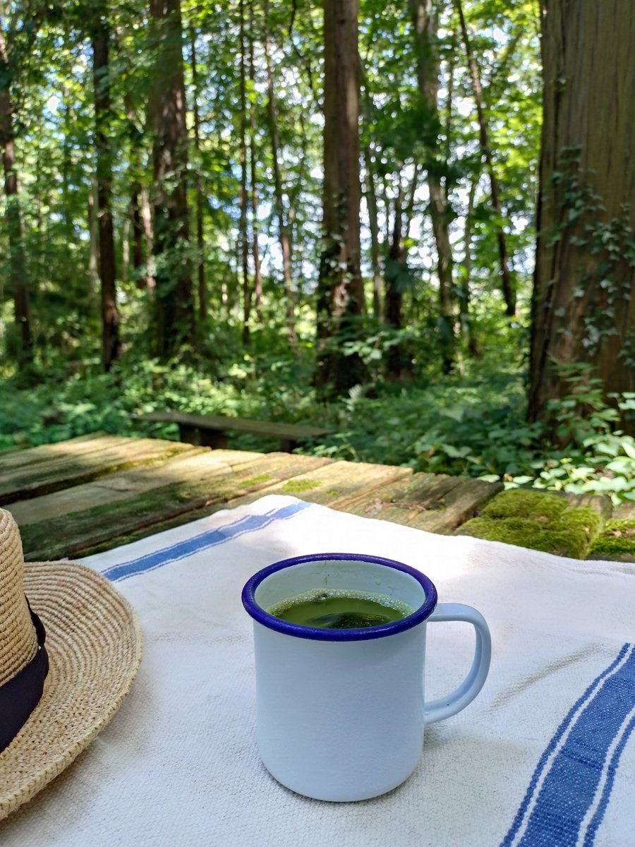 fika_saison_s's tweet photo. 大きな窓から緑を眺められるカフェを探していたけれど……ふと思いついて近くの森へ。

​本日の森カフェドリンクは、キリリと冷たい水に緑茶の粉末を溶かしたもの。

お茶の栄養をまるごといただきます。

#マインドフルネス https://t.co/eovvOpGlGZ