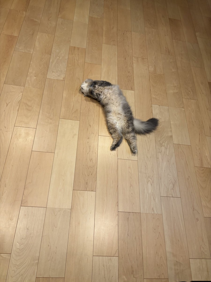 sakazooo's tweet photo. 買い物から帰ってきたら猫が撫でろとお腹を差し出してきた。なんて甘えん坊なんだ… https://t.co/KWxZGneTpt