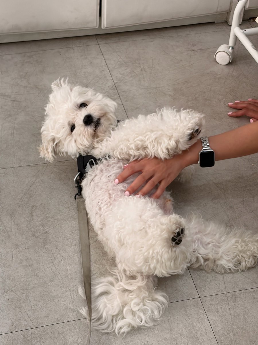 fortune_613's tweet photo. 애교 부리는 기욤 강아🤍🤍🤍🤍 https://t.co/OVoxrSMFQJ
