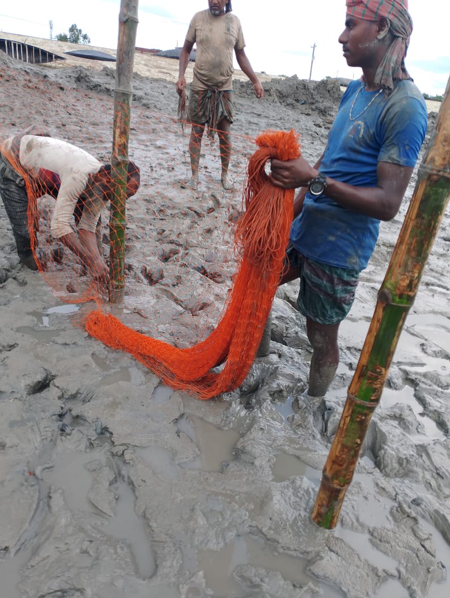 SESDOBD's tweet photo. Protecting the Site Before Restoration

Our second Mangroves4Life site in Gabura, Satkhira is now protected with community-led bamboo fencing under our CBEMR approach.

#Mangroves4Life #CBEMR #Sundarbans #MangroveRestoration #SESDO #MaEarth 

@maearthstudio https://t.co/VOFfQPrjBp