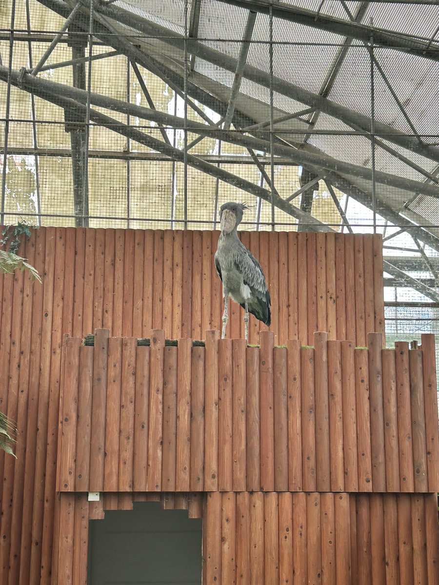 capra61520824's tweet photo. 掛川花鳥園行ってきた！ https://t.co/Vf9ZZqs3V9