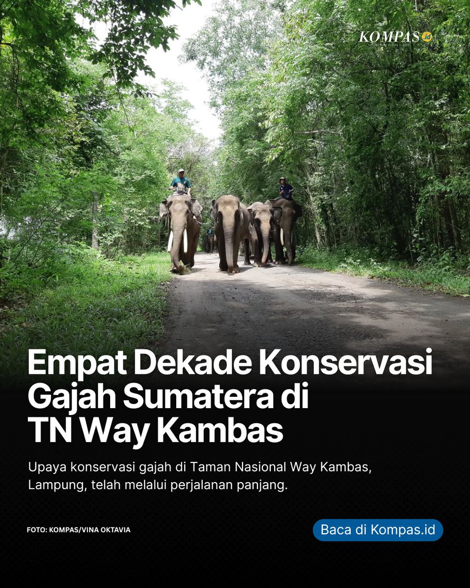 hariankompas's tweet photo. Upaya konservasi gajah sumatera (Elephas maximus sumatranus) di Taman Nasional Way Kambas, Kabupaten Lampung Timur, Lampung, telah berjalan lebih dari empat dekade. Taman nasional itu bukan sekadar rumah bagi gajah.
#HariGajah #WayKambas #AdadiKompas https://t.co/BvLbqOSRqZ