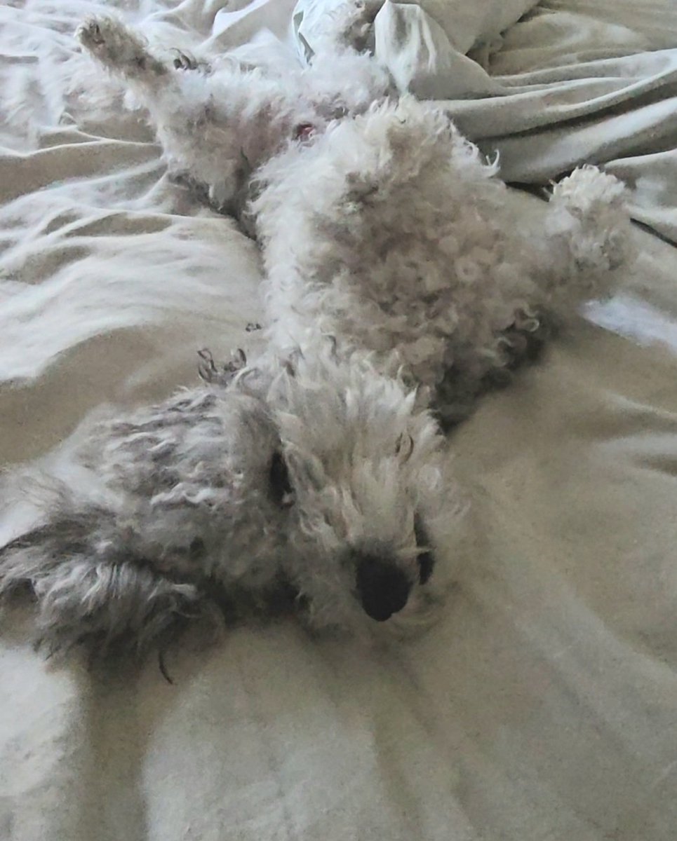Cook_n_Care's tweet photo. @mayemusk Mine does that as well.  Adorable.

What a beautiful way to adopt a shelter dog! https://t.co/WpCxAFMxGk