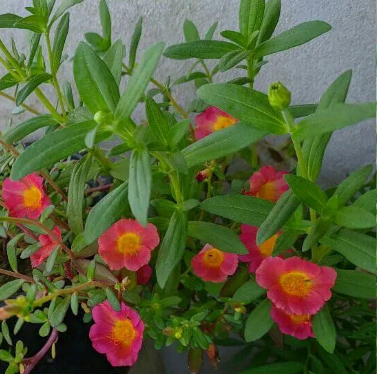 HiyaJafrin's tweet photo. Today is #FlowerOnFriday

Drop the last flower photo you took 💐 https://t.co/pWr76S4BJw